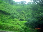 Tea farming 